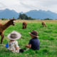 Alpaca Farm Te Anau, New Zealand