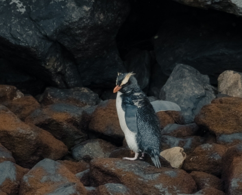 Fiordland Crested Penguins – Unique to New Zealand