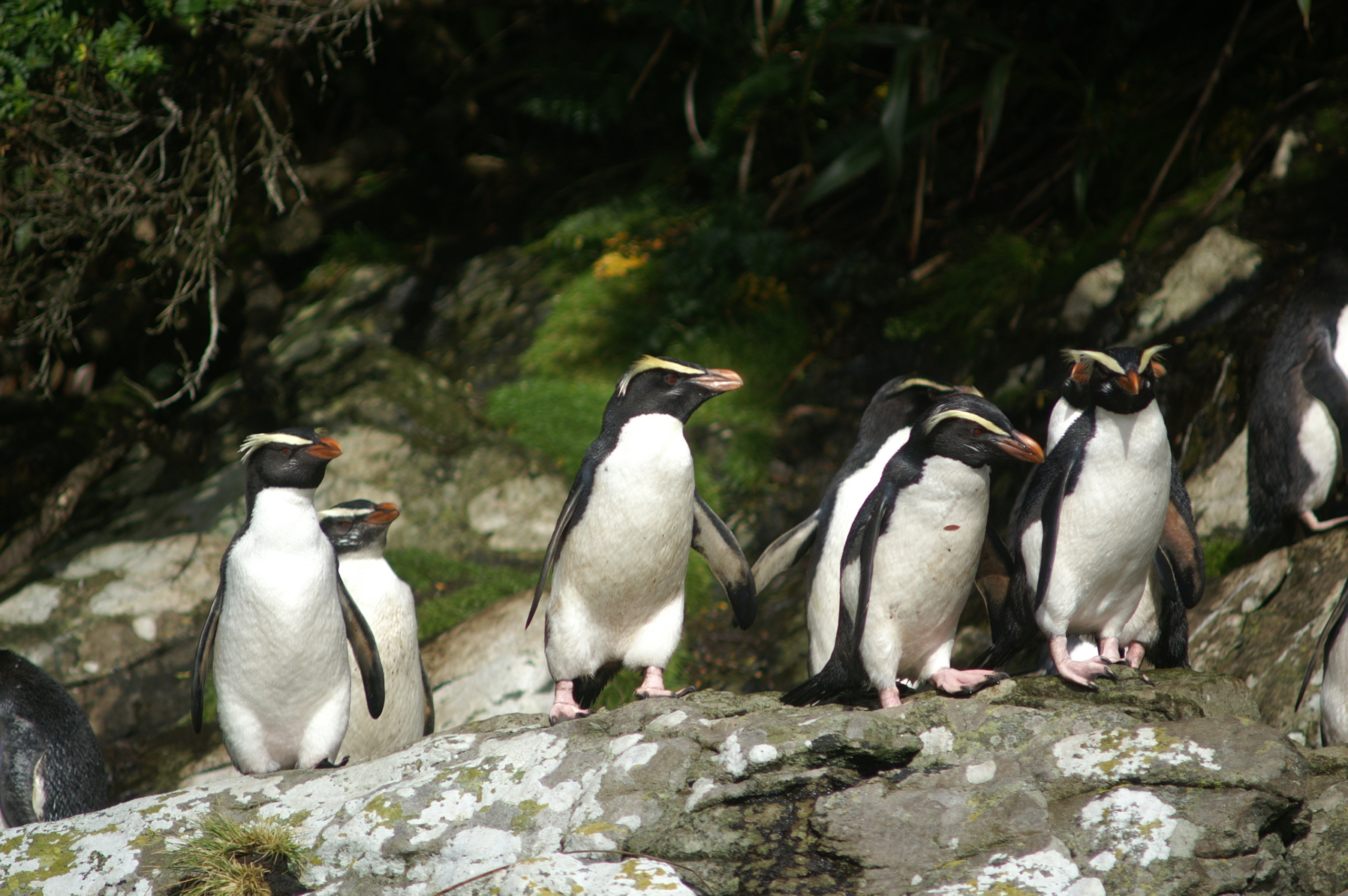 Fiordland Crested Penquins